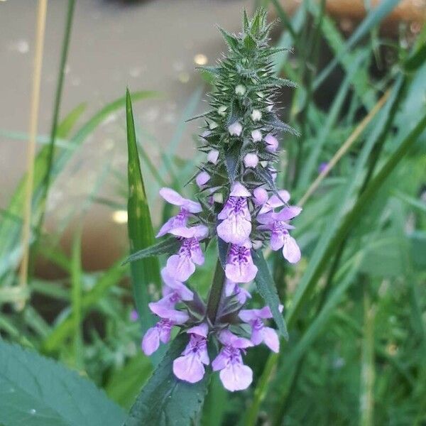 Stachys palustris Кветка