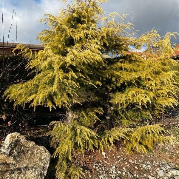 Larix decidua Habit