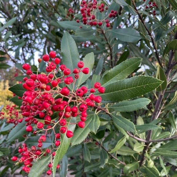 Photinia arbutifolia Meyve