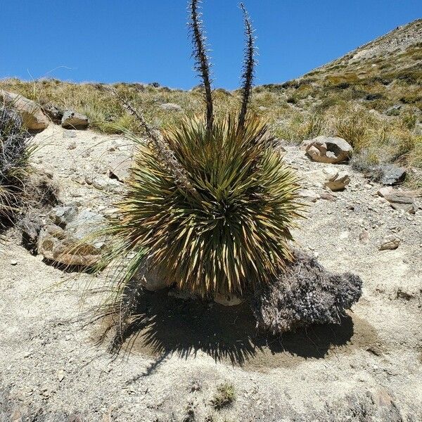 Aciphylla aurea Fuelha