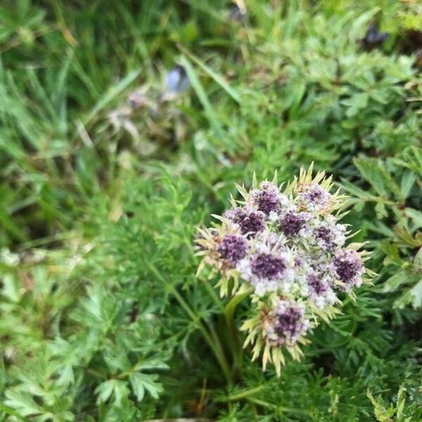 Neogaya simplex Flower