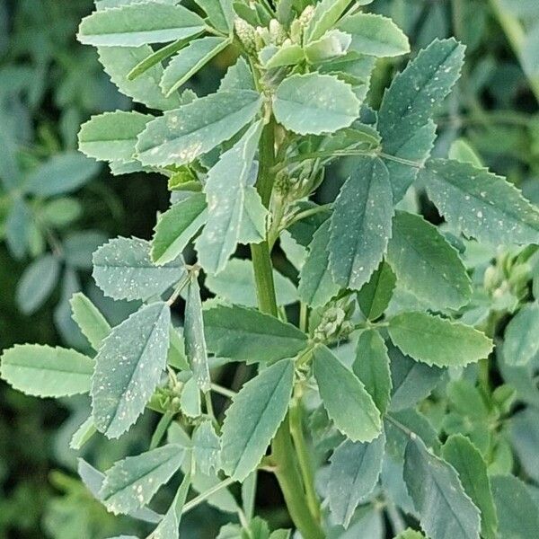 Melilotus officinalis ᱥᱟᱠᱟᱢ