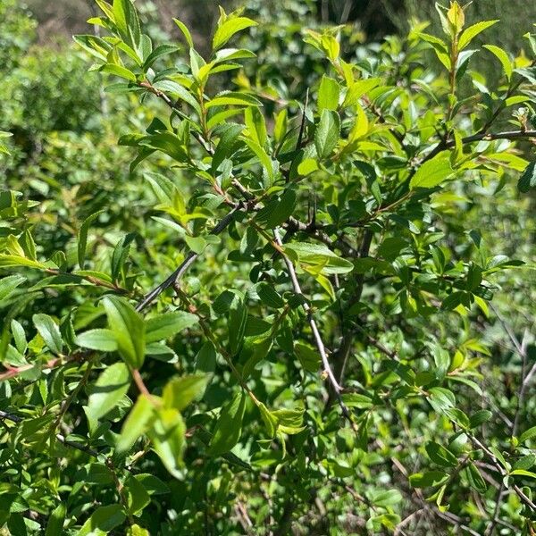 Rhamnus saxatilis Foglia