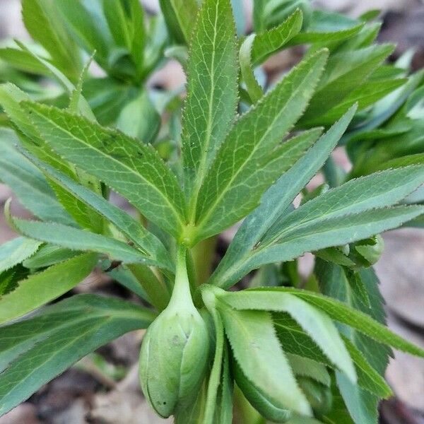 Helleborus viridis Hostoa