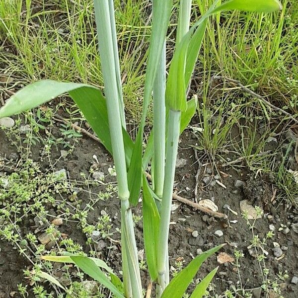 Hordeum vulgare Žievė