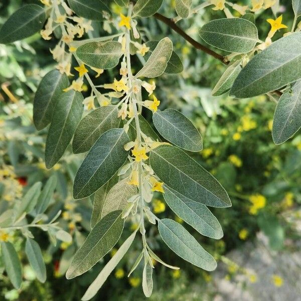 Elaeagnus angustifolia Blodyn