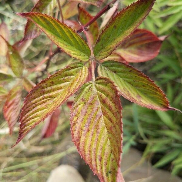 Rubus canadensis Blad