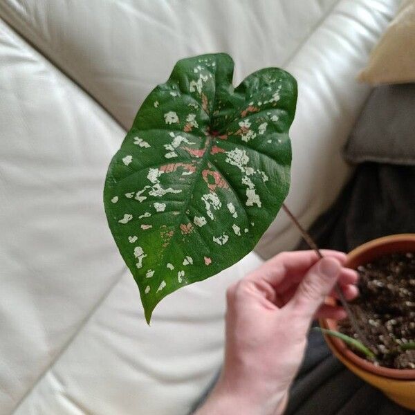 Caladium bicolor Leaf