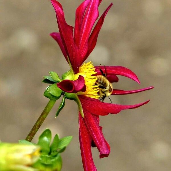 Dahlia pinnata Flower