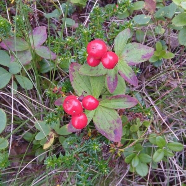 Cornus suecica Fruit