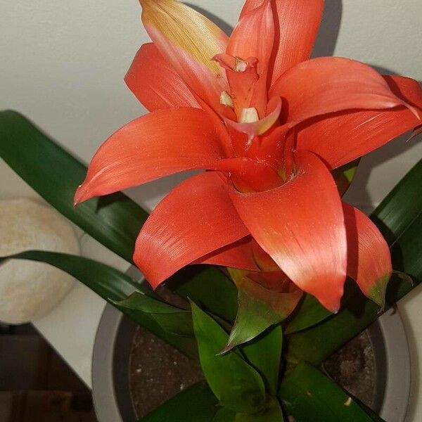 Guzmania lingulata Blatt