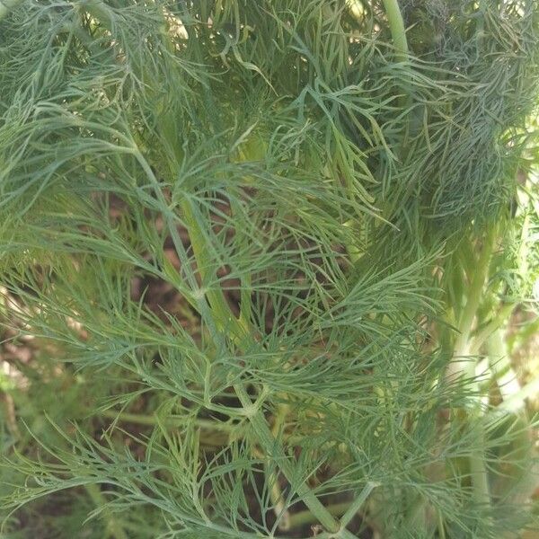 Anethum graveolens Blatt