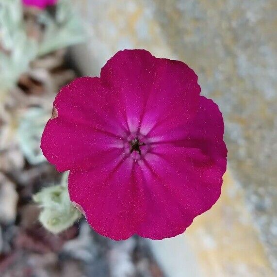 Silene coronaria Fleur