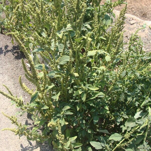 Amaranthus tortuosus عادت