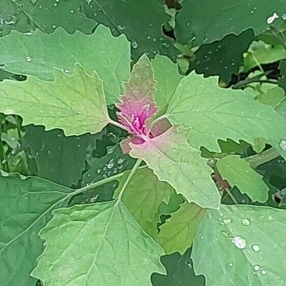 Chenopodium giganteum Žiedas