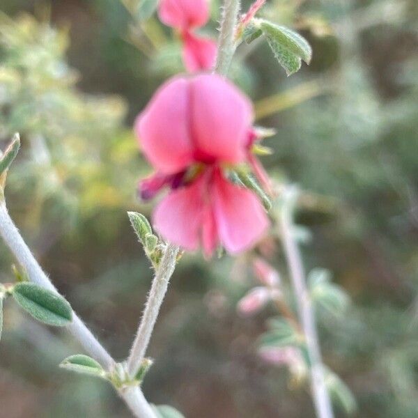 Indigofera spinosa Flor