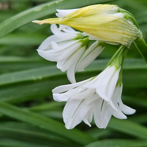 Allium triquetrum Flors