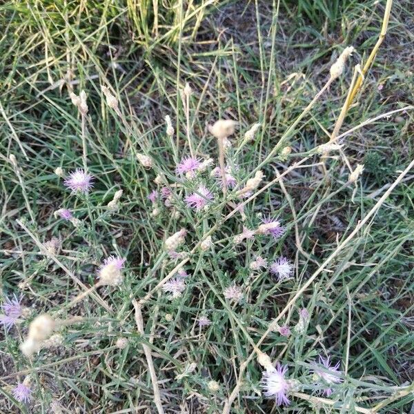 Centaurea paniculata Žiedas