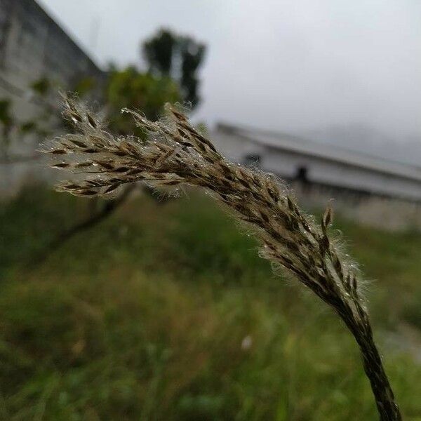 Digitaria insularis Çiçek