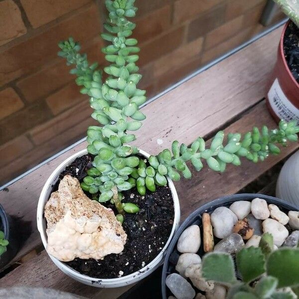 Sedum burrito Hábito