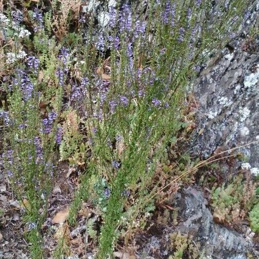 Anarrhinum bellidifolium Blüte