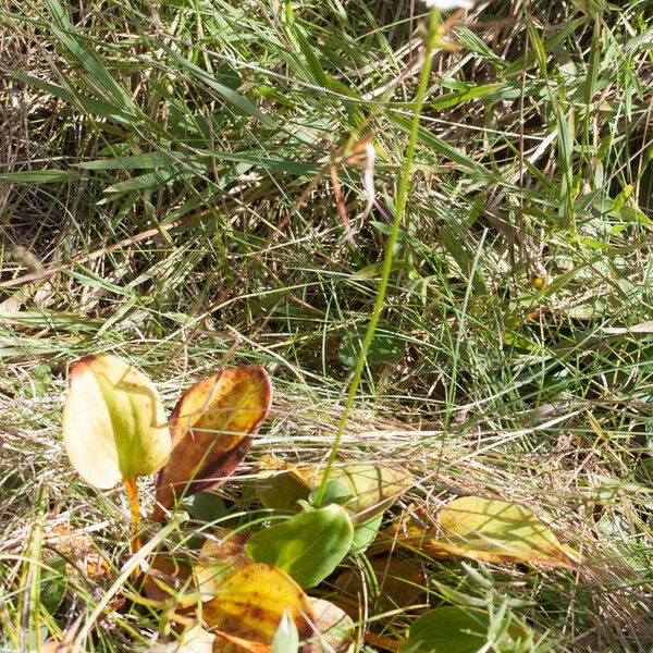 Parnassia grandifolia 形態