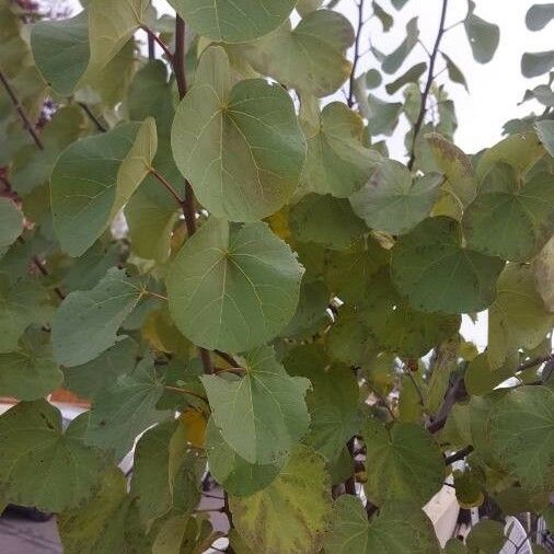 Cercis siliquastrum 葉