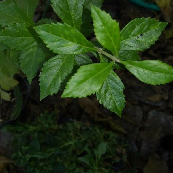 Duranta erecta Blad