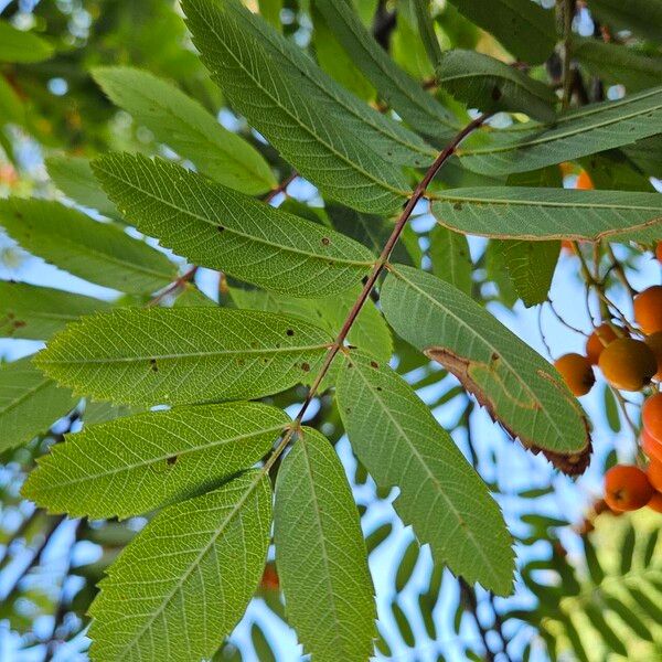 Sorbus aucuparia Levél