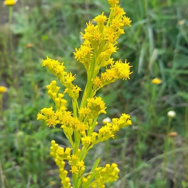 Solidago chilensis Flower