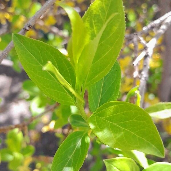 Forsythia suspensa Yaprak