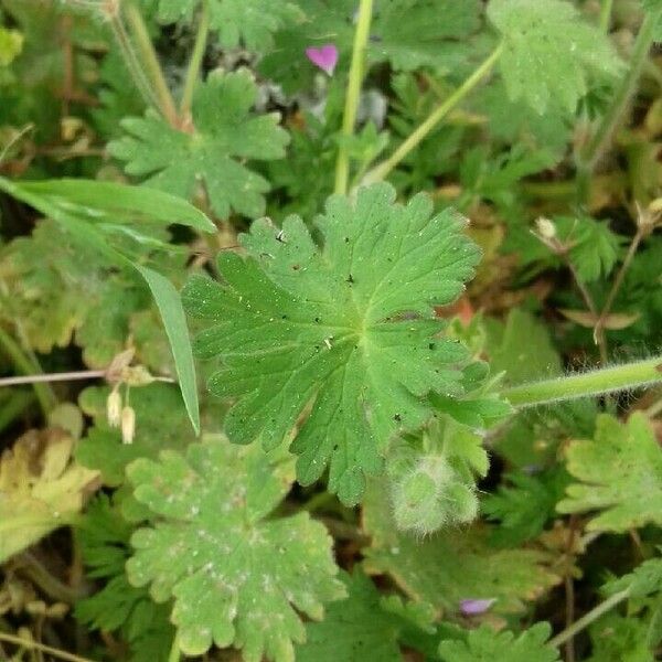 Geranium molle Folha