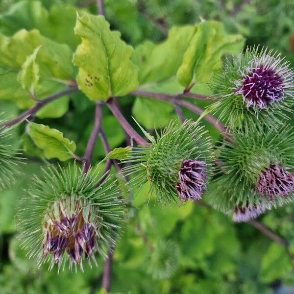 Arctium lappa Flor