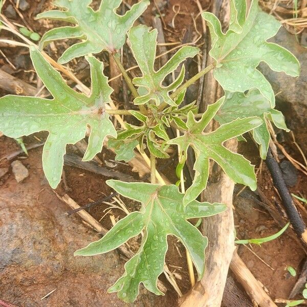 Adenia volkensii Lapas