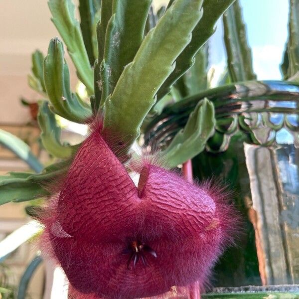 Stapelia hirsuta Flors