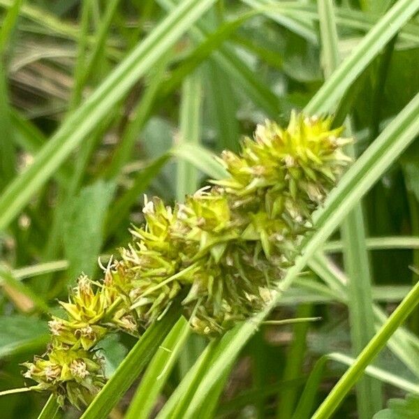 Carex otrubae 葉