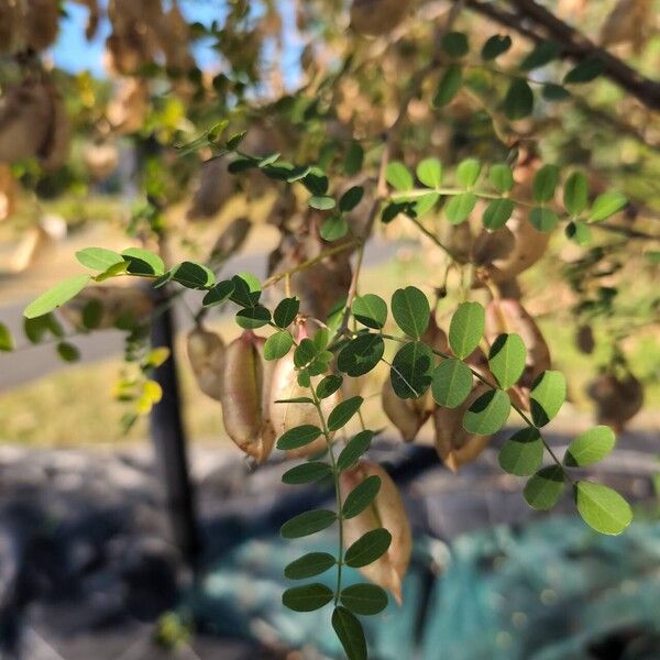 Colutea arborescens Blatt