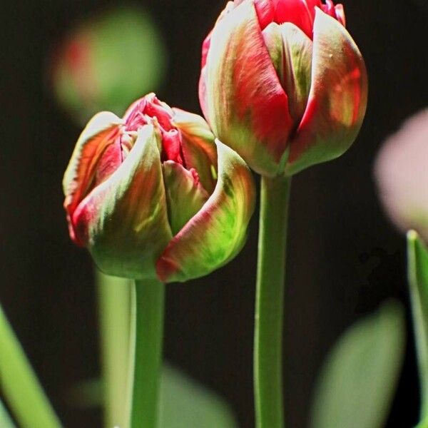 Tulipa agenensis Sonstige