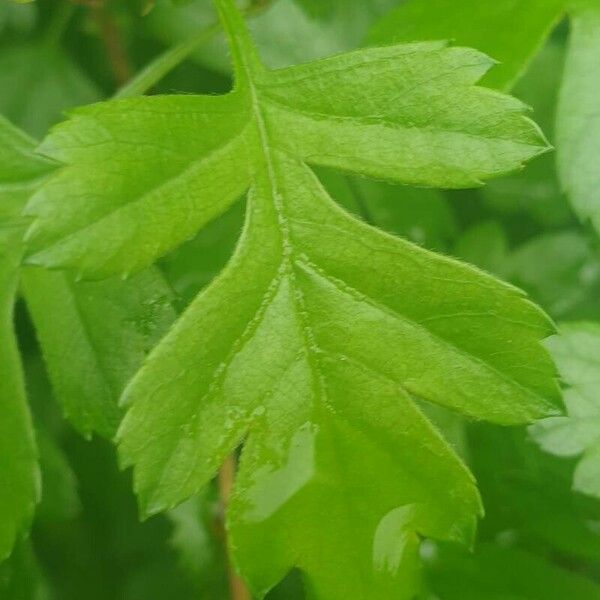 Crataegus × media Yaprak