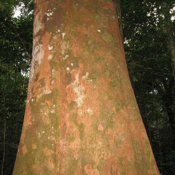 Maytenus guyanensis Escorça