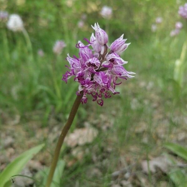 Orchis simia 花