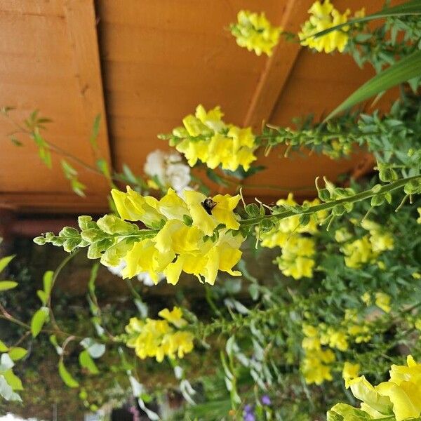 Antirrhinum majus Flower