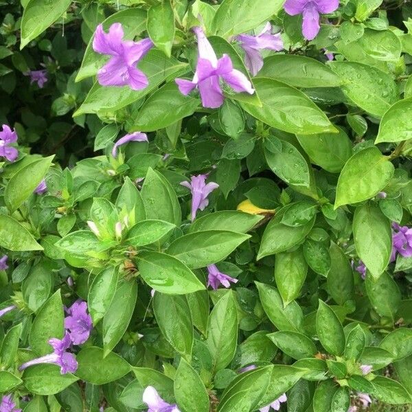 Barleria cristata फूल