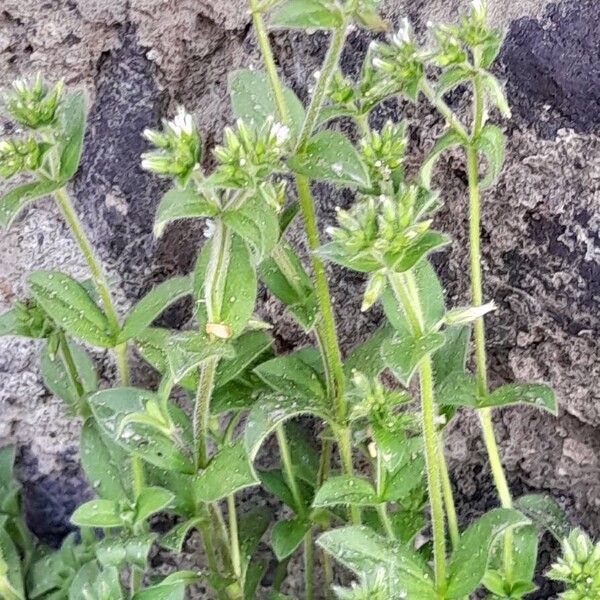 Cerastium glomeratum Habit