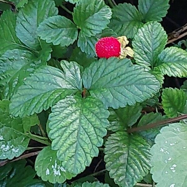 Potentilla indica Leaf