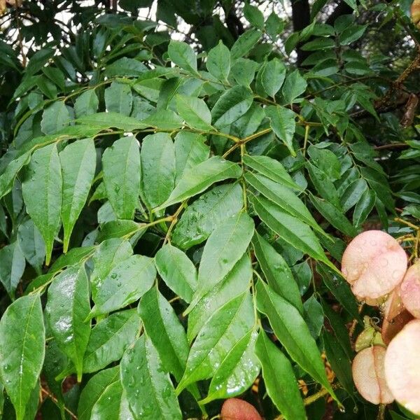 Koelreuteria elegans Leaf