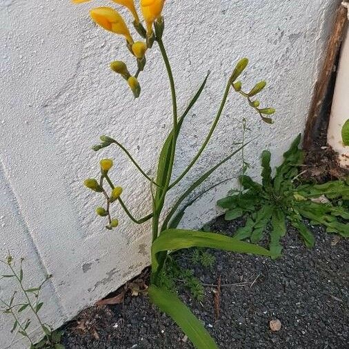 Freesia × kewensis Habit