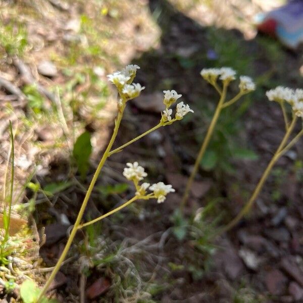 Micranthes virginiensis Flor