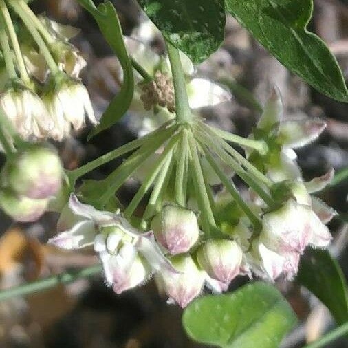 Funastrum cynanchoides Blodyn