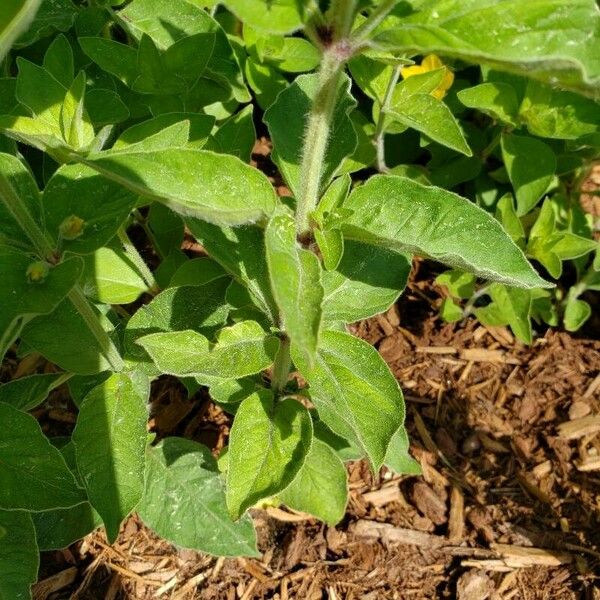 Lysimachia vulgaris Blad